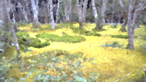 苔の小路