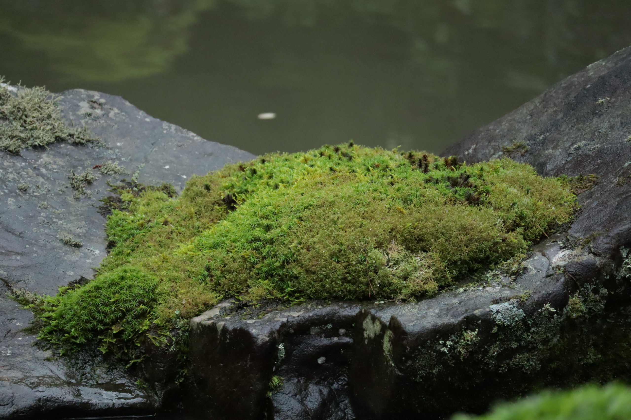 苔の小径へ（蓮華寺：京都） | 苔の小径を悠々と